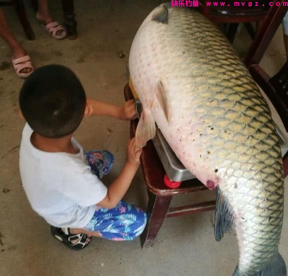 为什么说野生草鱼最难钓?尤其大草鱼,很多钓友终其一生也无钓获(图1) 为什么说野生草鱼最难钓?尤其大草鱼,很多钓友终其一生也无钓获(图1)