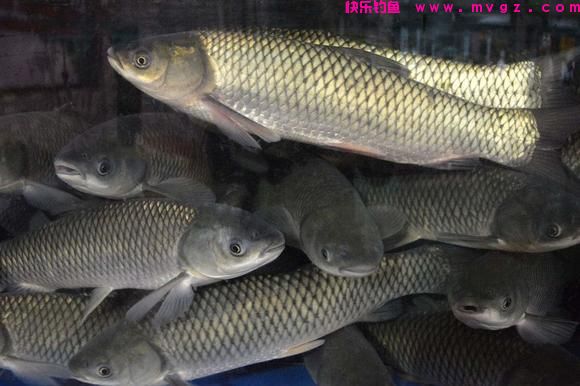 为什么说野生草鱼最难钓?尤其大草鱼,很多钓友终其一生也无钓获(图2) 为什么说野生草鱼最难钓?尤其大草鱼,很多钓友终其一生也无钓获(图2)