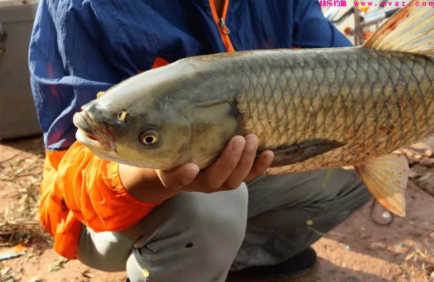 夏季垂钓草鱼，5种“中鱼率”很高的鱼饵，每一种都不错(图8)