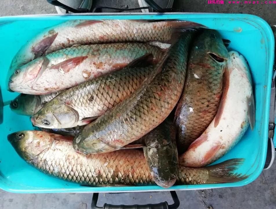 夏季垂钓草鱼，5种“中鱼率”很高的鱼饵，每一种都不错(图9)