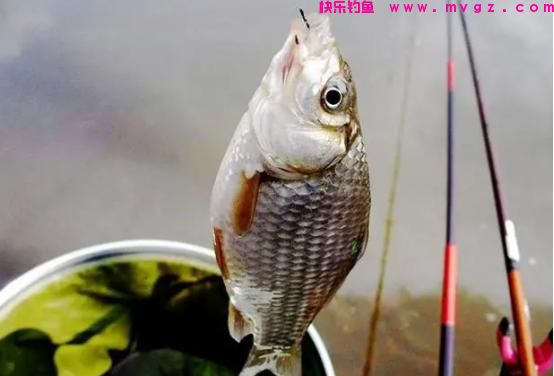草鱼靠勤鲤靠守，通过3个方面，了解这2种鱼钓法的区别(图3)