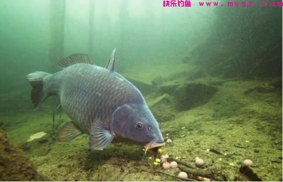 草鱼靠勤鲤靠守，通过3个方面，了解这2种鱼钓法的区别(图6)
