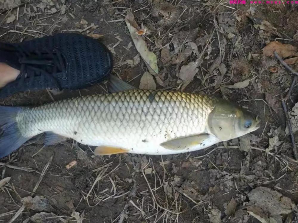 野钓草鱼时，浮漂加粗目可以参与调漂，4个要点实现精确调钓(图5)