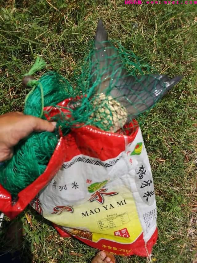 初夏钓草鱼攻略,成本有点儿大,但草鱼确实好吃(图3) 初夏钓草鱼攻略,成本有点儿大,但草鱼确实好吃(图3)