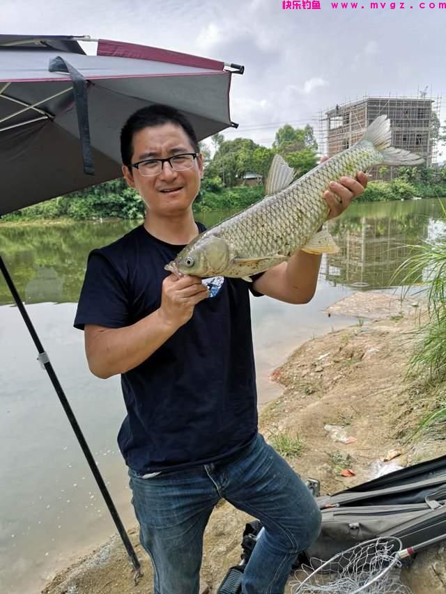 初夏钓草鱼攻略,成本有点儿大,但草鱼确实好吃(图6) 初夏钓草鱼攻略,成本有点儿大,但草鱼确实好吃(图6)
