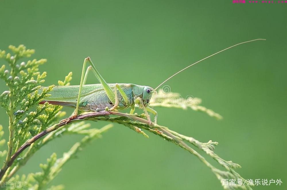 夏季钓草鱼的技巧详解钓具、钓饵、钓点、钓法(图4) 夏季钓草鱼的技巧详解钓具、钓饵、钓点、钓法(图4)