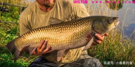 立夏钓草鱼,用这个“土方法”准没错,听我的,草鱼排队咬钩(图1) 立夏钓草鱼,用这个“土方法”准没错,听我的,草鱼排队咬钩(图1)