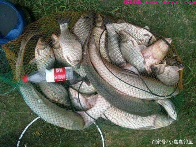 立夏钓草鱼,用这个“土方法”准没错,听我的,草鱼排队咬钩(图6) 立夏钓草鱼,用这个“土方法”准没错,听我的,草鱼排队咬钩(图6)