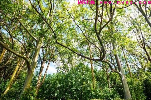 这些钓草鱼的饵料，虽然不常见，但是诱鱼效果没得说(图4)