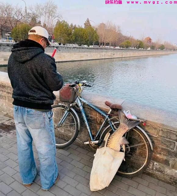 北京大爷在护城河钓上大草鱼，足足1米多长，怕惹事又给放了(图1)