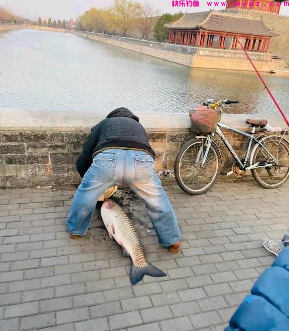 北京大爷在护城河钓上大草鱼，足足1米多长，怕惹事又给放了(图4)