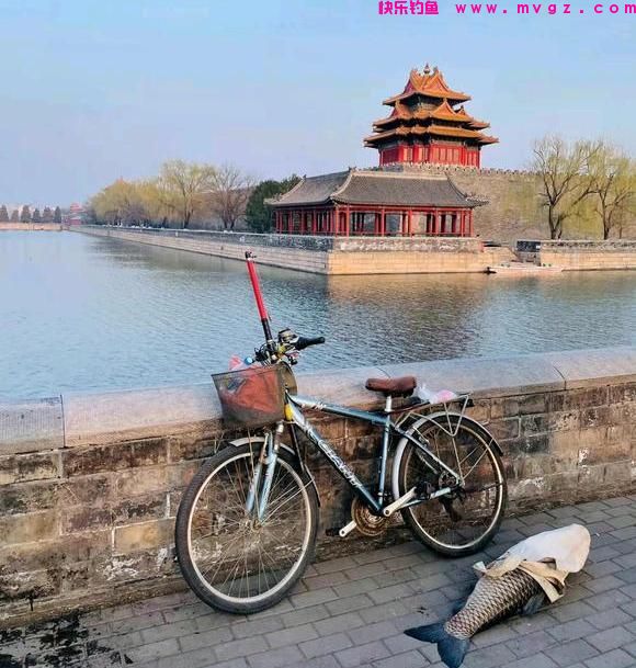 北京大爷在护城河钓上大草鱼，足足1米多长，怕惹事又给放了
