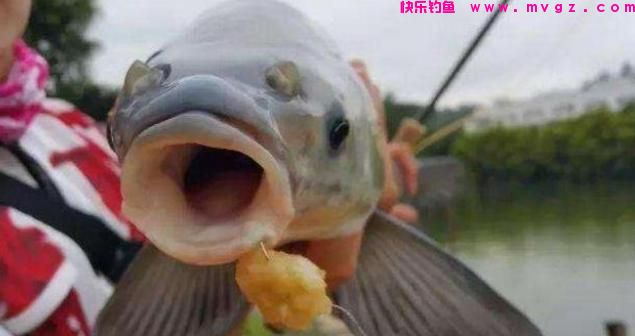 想钓大草鱼诱鱼是关键，只需啤酒加一物，快速诱钓大草鱼！(图2)