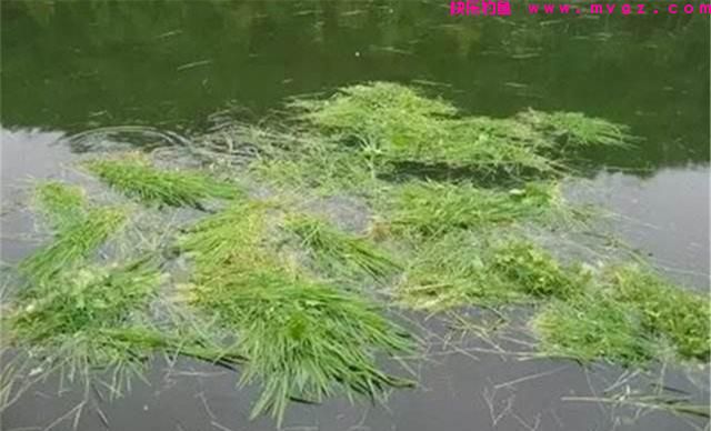 草鱼应该钓浮还是钓底？钓草鱼选水层的4个要点，简单实用效果好(图2)