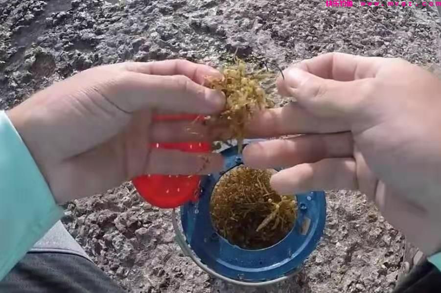 草鱼独特新钓法，很多人都没试过，上鱼太快，钓一次忘不了(图1)