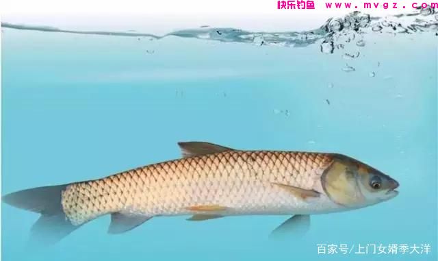 夏季是垂钓草鱼的黄金季节,那么我们该如何去钓呢?(图1) 夏季是垂钓草鱼的黄金季节,那么我们该如何去钓呢?(图1)