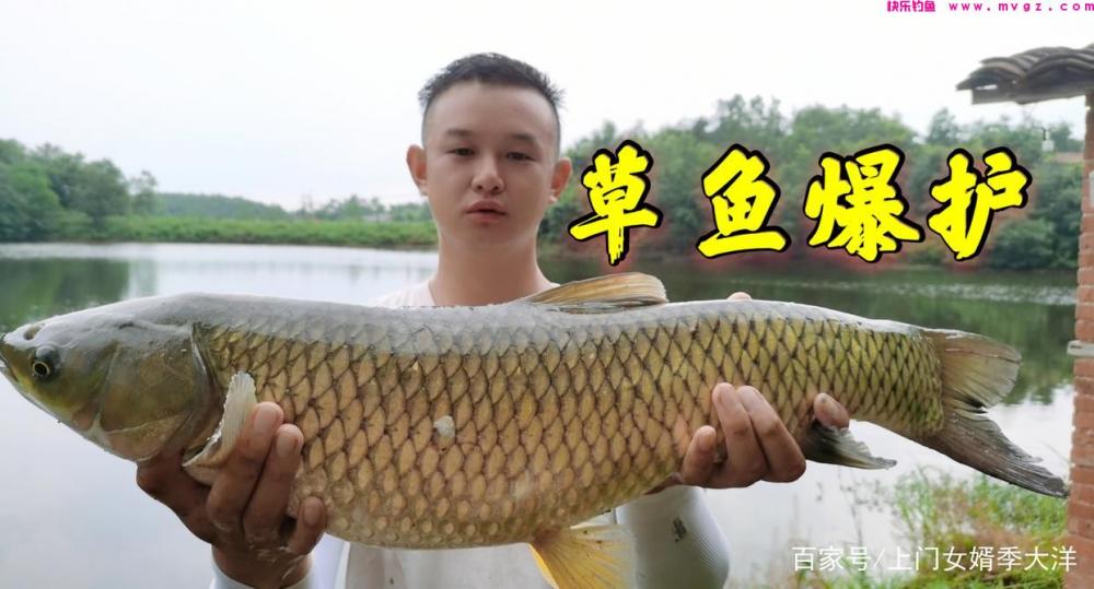 夏季是垂钓草鱼的黄金季节,那么我们该如何去钓呢?(图4) 夏季是垂钓草鱼的黄金季节,那么我们该如何去钓呢?(图4)