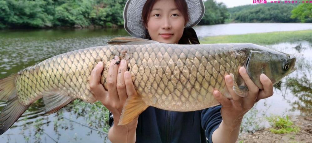 夏季是垂钓草鱼的黄金季节,那么我们该如何去钓呢?(图3) 夏季是垂钓草鱼的黄金季节,那么我们该如何去钓呢?(图3)