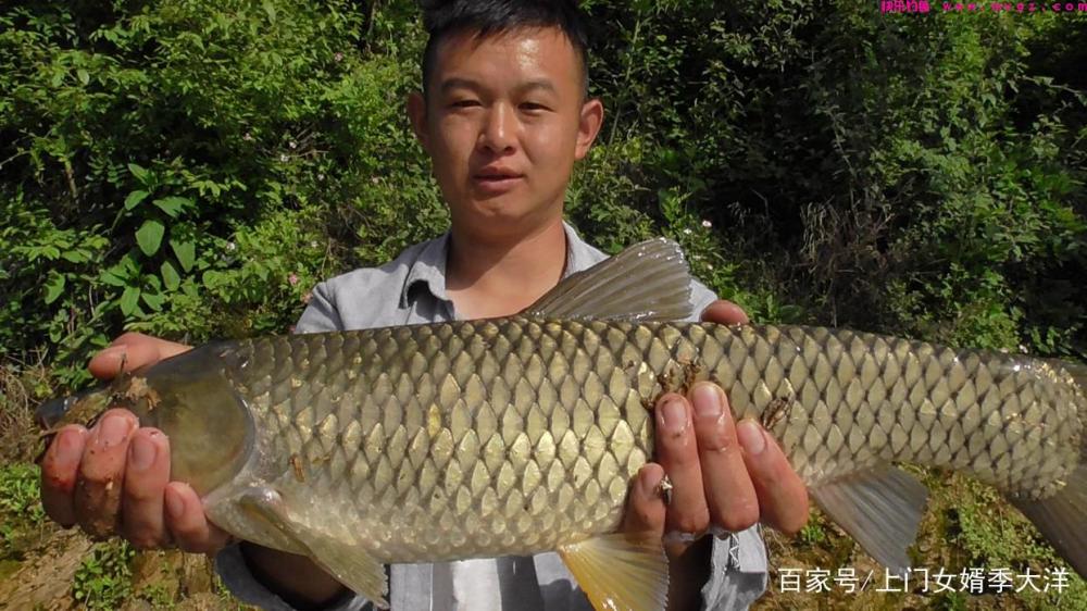 夏季是垂钓草鱼的黄金季节,那么我们该如何去钓呢?(图5) 夏季是垂钓草鱼的黄金季节,那么我们该如何去钓呢?(图5)