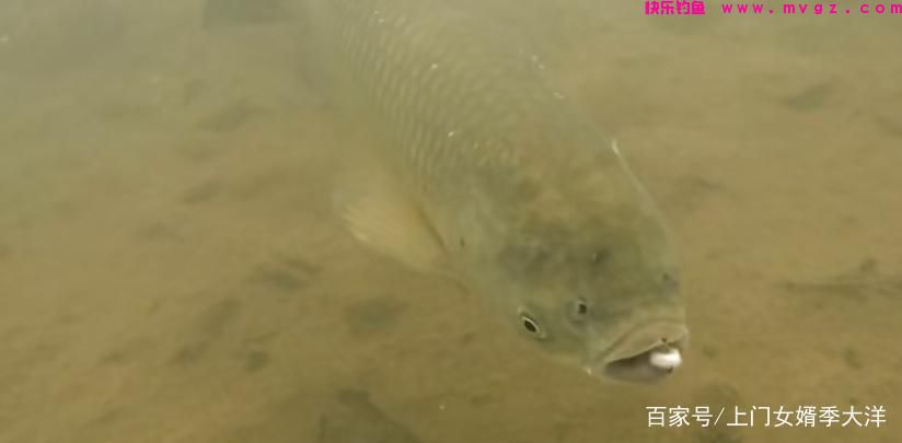 夏季是垂钓草鱼的黄金季节,那么我们该如何去钓呢?(图7) 夏季是垂钓草鱼的黄金季节,那么我们该如何去钓呢?(图7)