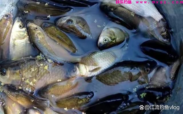 钓的鱼种不同，浮漂也有乾坤(图3)