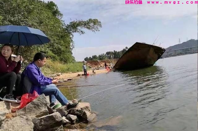 春季草鱼就该这样钓，方法简单，越钓越有劲，老司机都赞不绝口(图1)