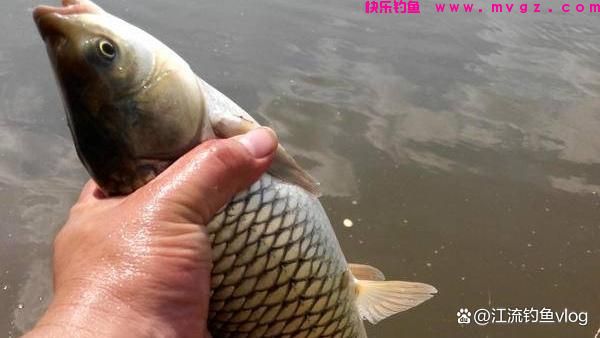 按照以下几种方法钓草鱼，十拿九稳(图4)