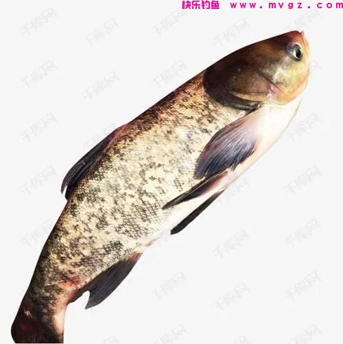 钓草鱼和钓鲢鳙有两个区别,明白了,就更容易钓到目标鱼了(图3) 钓草鱼和钓鲢鳙有两个区别,明白了,就更容易钓到目标鱼了(图3)