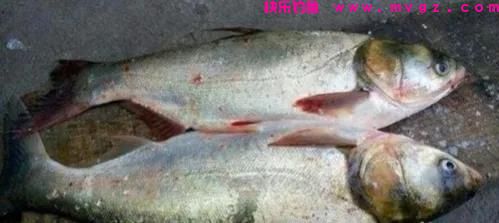 钓草鱼和钓鲢鳙有两个区别,明白了,就更容易钓到目标鱼了(图2) 钓草鱼和钓鲢鳙有两个区别,明白了,就更容易钓到目标鱼了(图2)