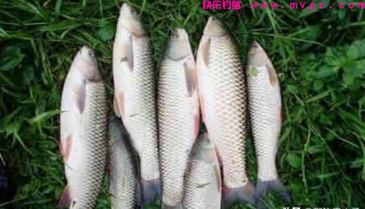 它食性主素少荤手感极佳，详解做钓草鱼在三种不同水层的钓法选择(图6)