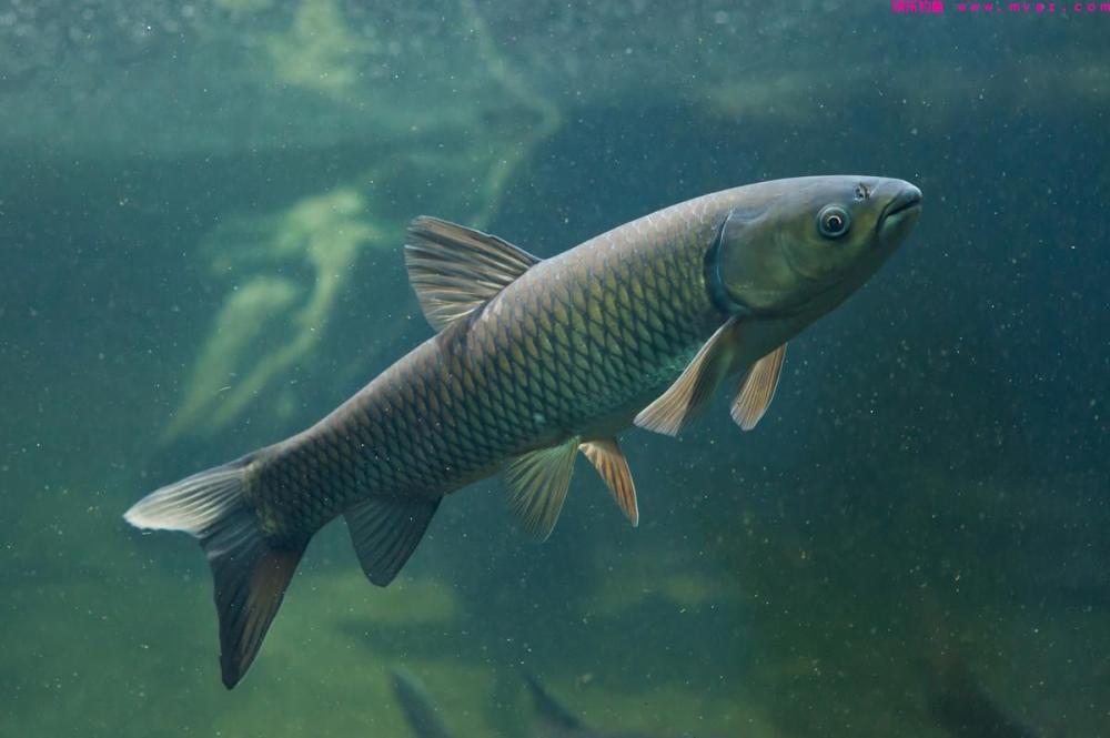 它被称为“草鱼收割机”,简单又实用。详解博大物利器:飞铅钓法(图1) 它被称为“草鱼收割机”,简单又实用。详解博大物利器:飞铅钓法(图1)