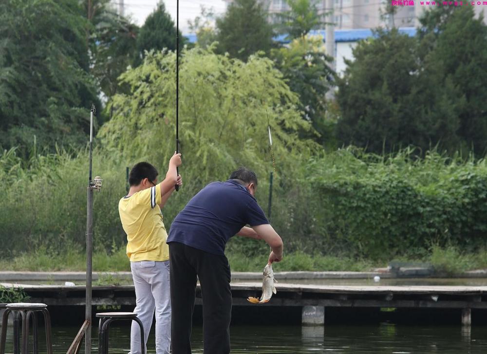 鱼塘里的草鱼为什么总是不上钩?(图4) 鱼塘里的草鱼为什么总是不上钩?(图4)