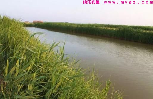 俗话说“钓鲤鱼靠守，钓草鱼靠勤”，通过对比，带你走出钓鱼误区(图1)
