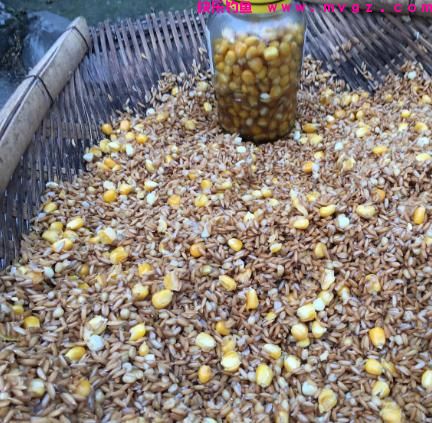 钓法在民间：钓鱼只需一包秘制谷子，鲤鱼、草鱼抢着吃(图3)