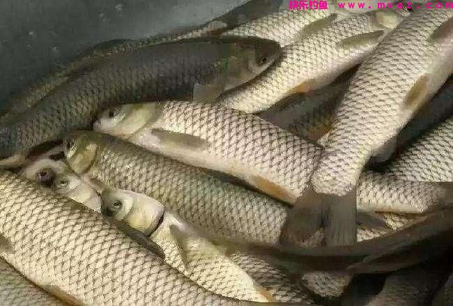 钓草鱼，唯独这饵料和钓法才最好（建议收藏）(图4)