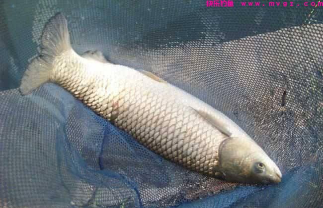 钓草鱼，唯独这饵料和钓法才最好（建议收藏）(图3)
