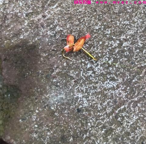 钓法在民间：钓鱼只需一包秘制谷子，鲤鱼、草鱼抢着吃(图2)
