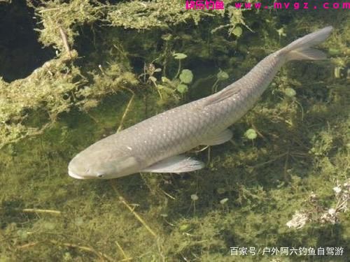 秋季野钓大草鱼，必须搞明白这4个技巧(图1)