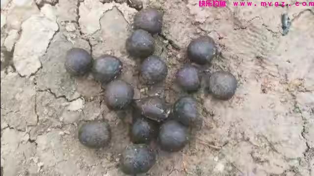 河南男子隐居农村，每天赶着羊群去钓鱼，用羊粪打窝狂钓草鱼(图3)
