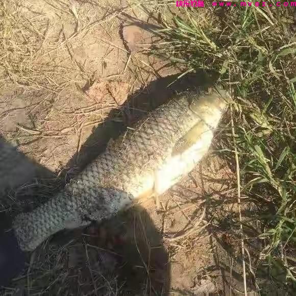河南男子隐居农村，每天赶着羊群去钓鱼，用羊粪打窝狂钓草鱼(图5)