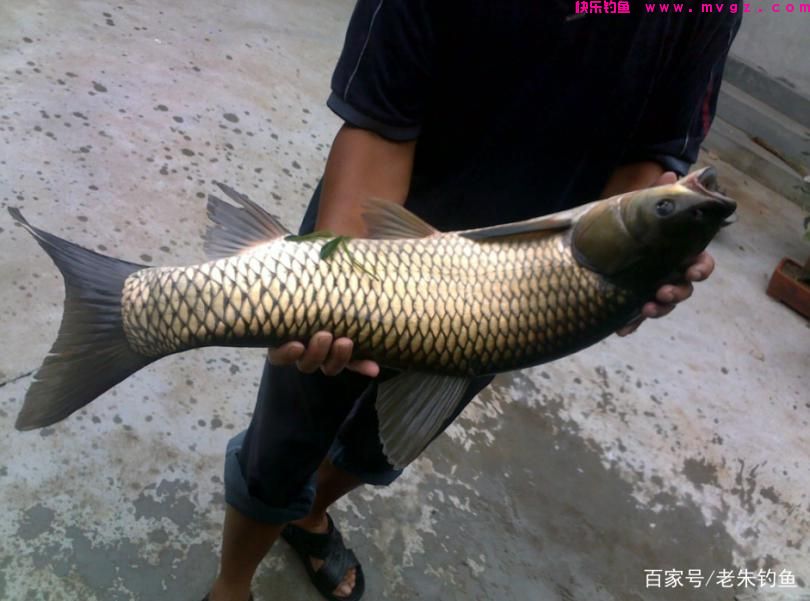 钓鱼随记-浅谈怎样钓好草鱼？(图4)