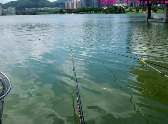 每逢夏季，我必用这些技巧钓草鱼，不吹不黑，十几年来从未失手(图3)
