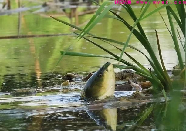 每逢夏季，我必用这些技巧钓草鱼，不吹不黑，十几年来从未失手(图5)