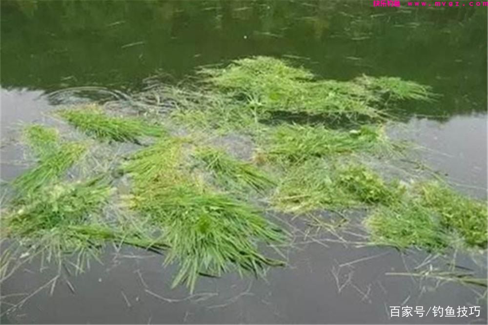 夏季草鱼的4种垂钓方法，草鱼喜暖怕寒，夏季是垂钓的黄金季节！(图2)