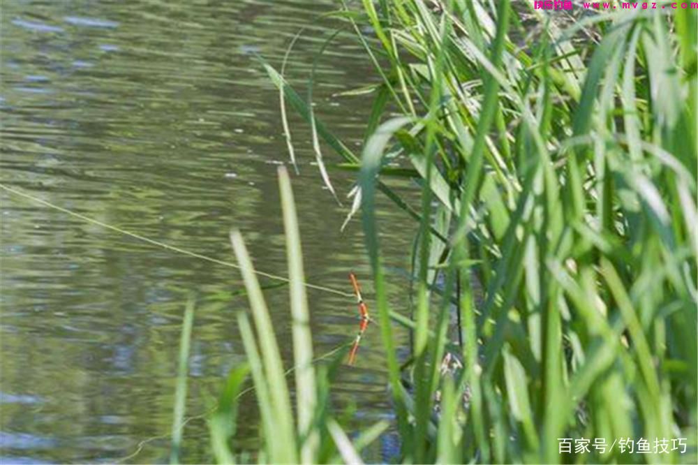 夏季草鱼的4种垂钓方法，草鱼喜暖怕寒，夏季是垂钓的黄金季节！(图4)