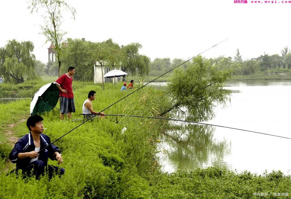 夏季野钓草鱼，钓饵离底是必须的(图3)