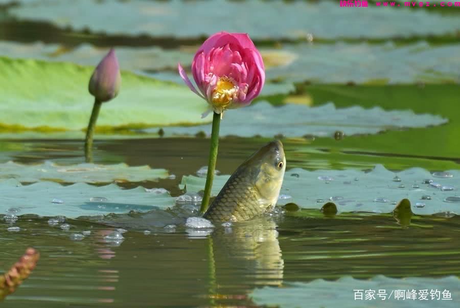 为了钓好草鱼，到处问钓法，找“秘方”，殊不知最简单的在身边(图3)