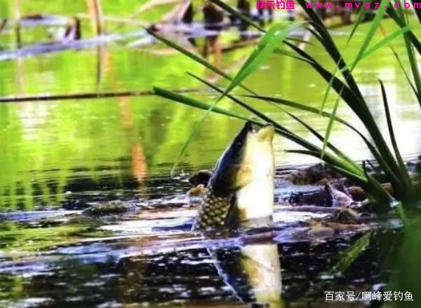 为了钓好草鱼，到处问钓法，找“秘方”，殊不知最简单的在身边(图5)