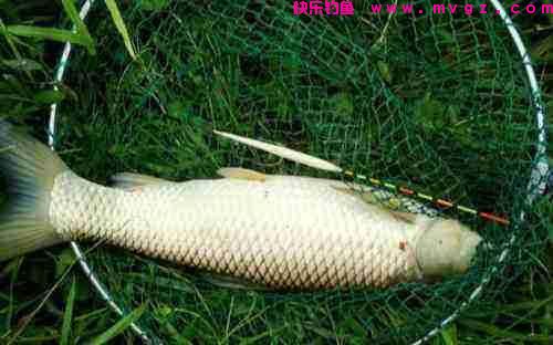 夏季户外钓草鱼,早中晚各不同,把握习性才能连杆爆护(图2) 夏季户外钓草鱼,早中晚各不同,把握习性才能连杆爆护(图2)