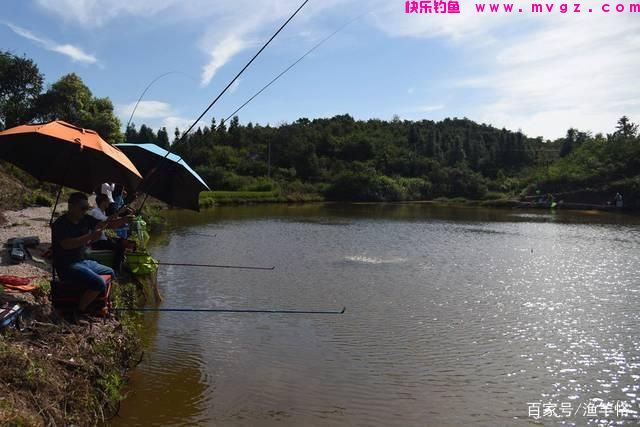 夏季如何钓草鱼？学会这些技巧，钓获十几斤草鱼也不是问题(图4)